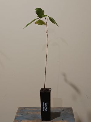 Herrania umratica