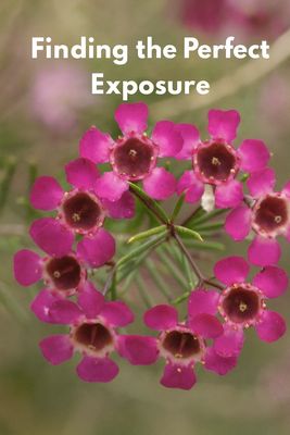 Intro to Photography Manual Settings – Finding the Perfect Exposure