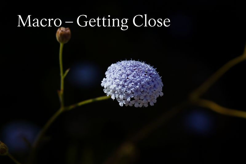 Macro Photography Workshop