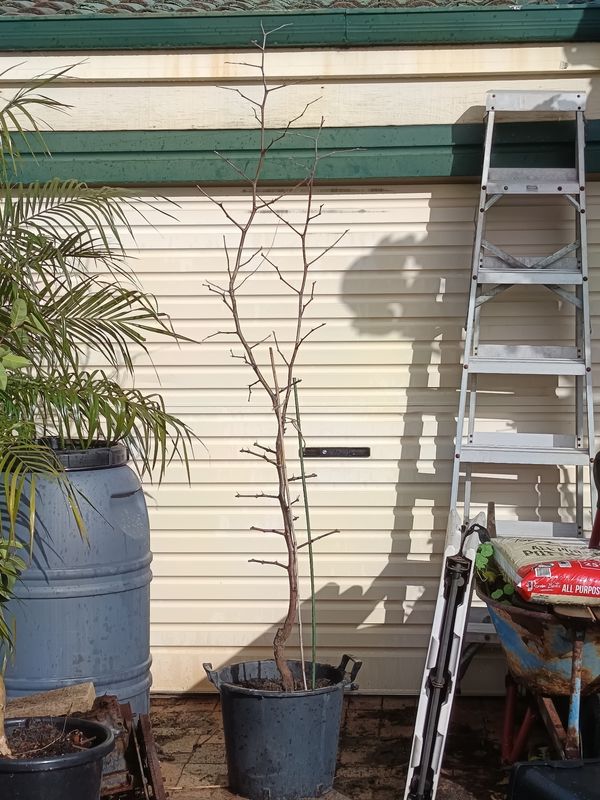 Silverhill Jujube