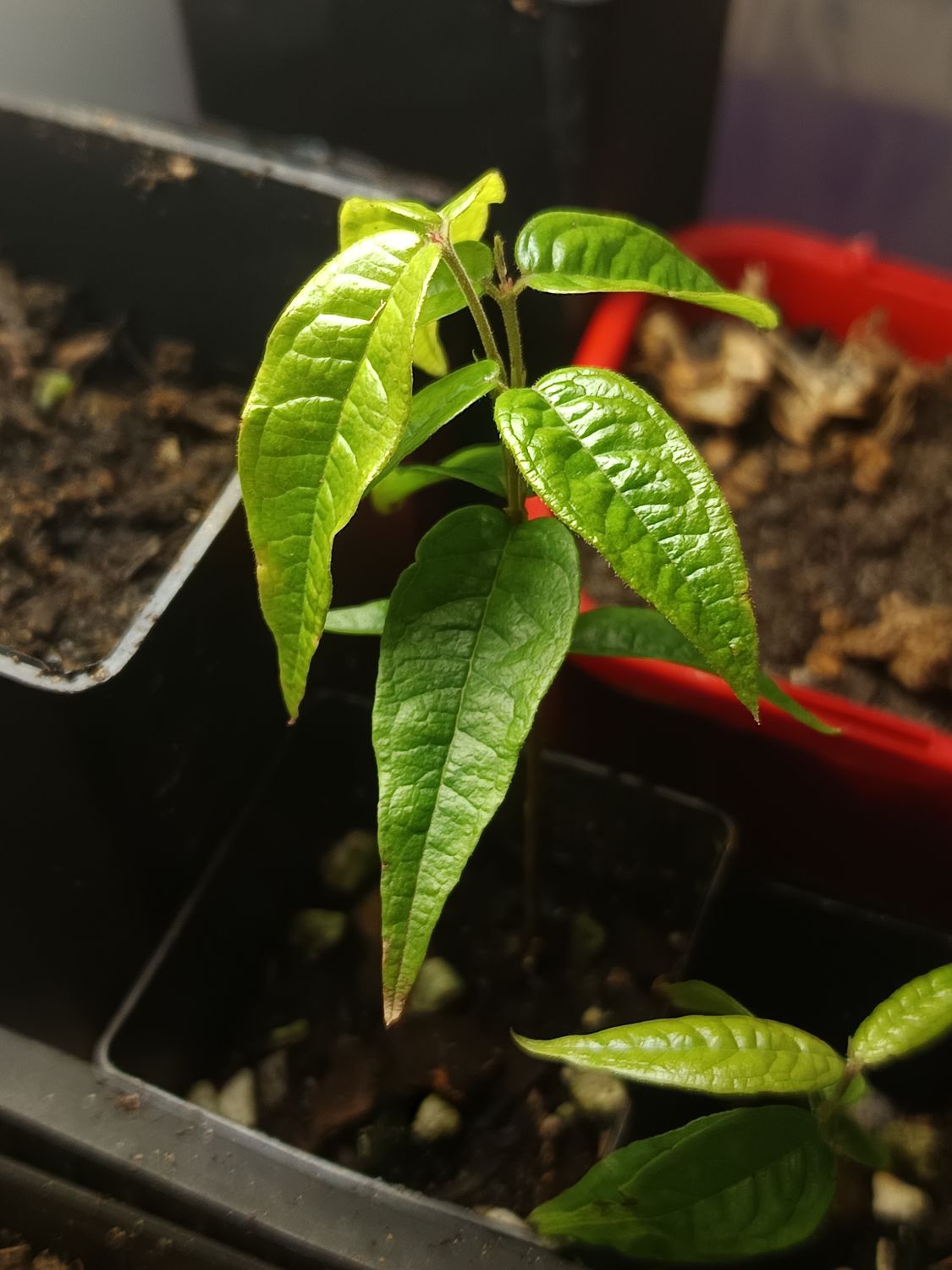 Escalate or Scarlet Jaboticaba  (Small)