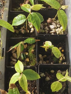 Escalate or Scarlet Jaboticaba  (Extra Small)