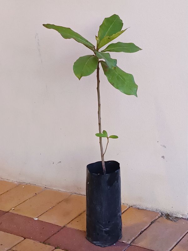 Indian Almond Tree (small)