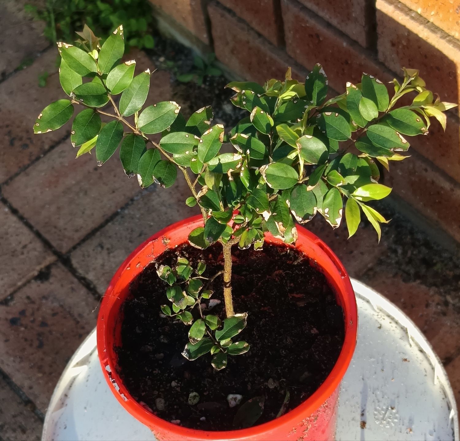 Sabara Jaboticaba - 2 years