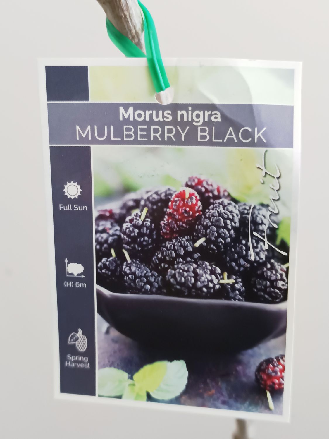 Hicks Fancy Black Mulberry