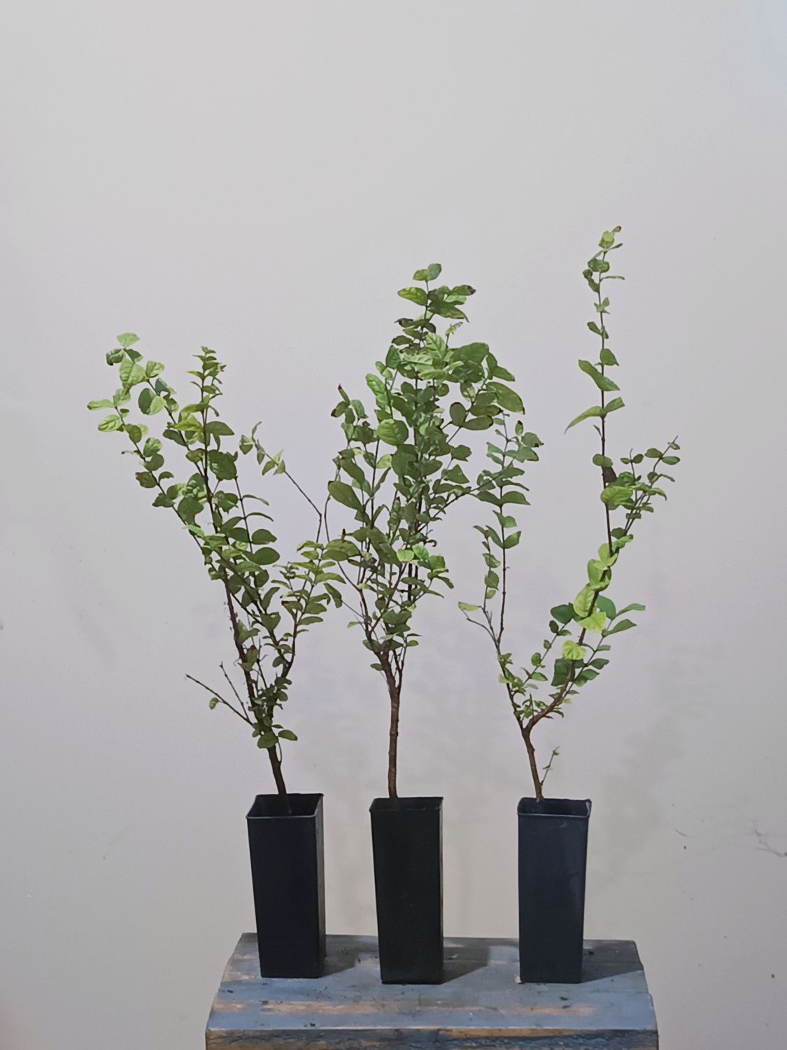 Araza-boi (Eugenia stipitata)