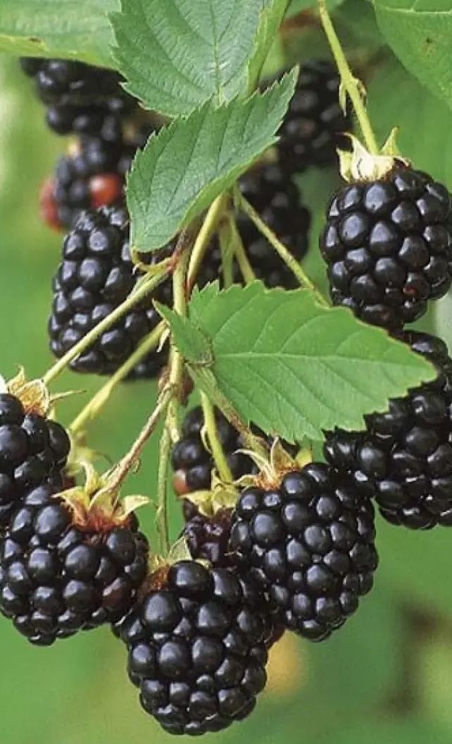 Thornless Blackberry