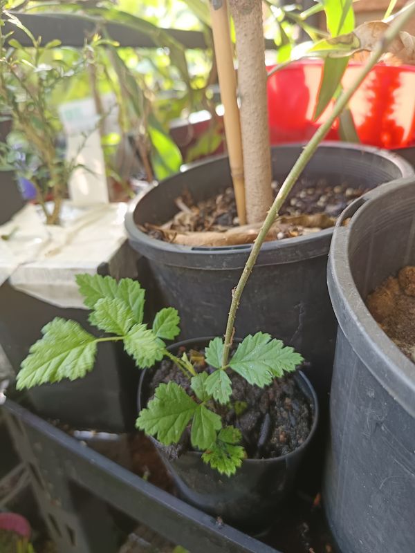 Bush Raspberry (Aussie)