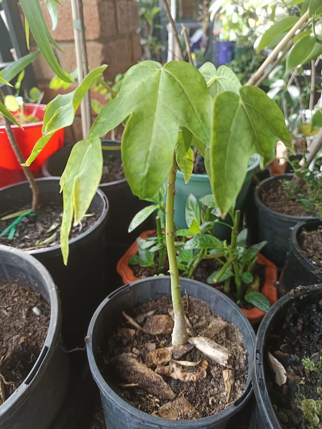 Papaya