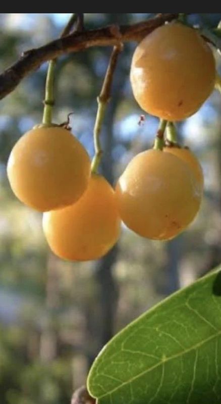 Fraser island apple