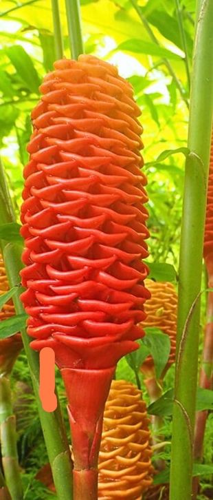 Shampoo Ginger