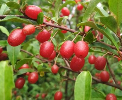 Goumi Berry