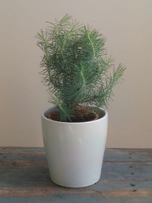 Stone Pine