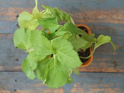 Angelica Herb