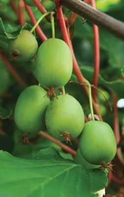 Kiwiberry Issai