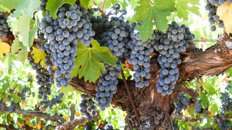 Cabernet Sauvignon Wine Grapes