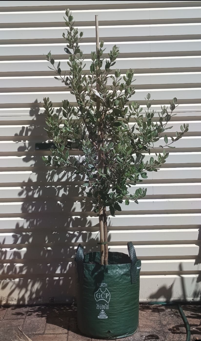 Feijoa Seedling 25L