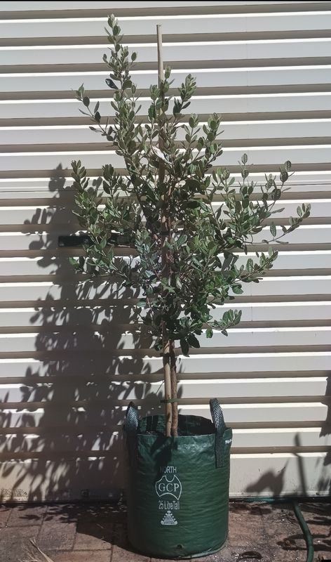 Feijoa Seedling 25L