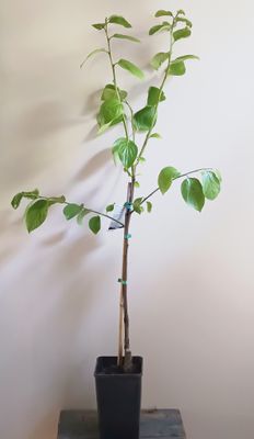 Nightingale Persimmon, grafted