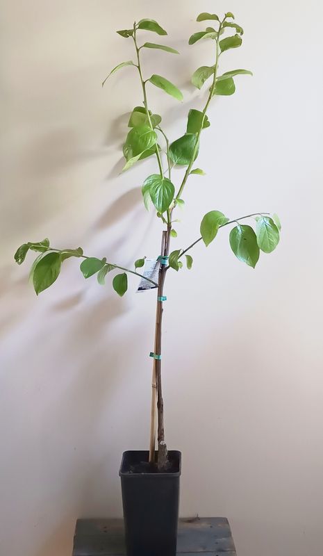 Nightingale Persimmon, grafted