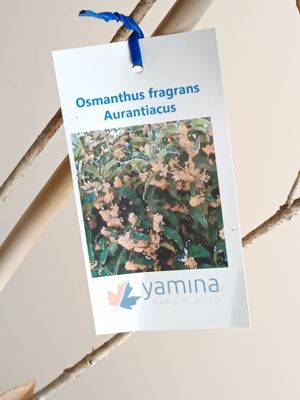 Osmanthus - Orange Supreme