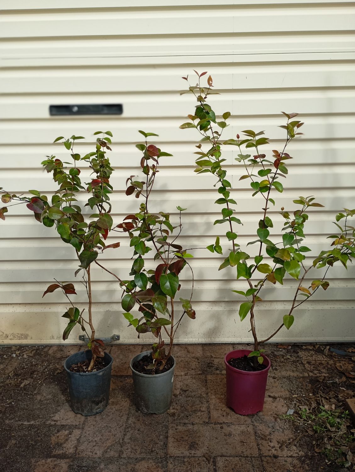 Black Beauty Pitanga