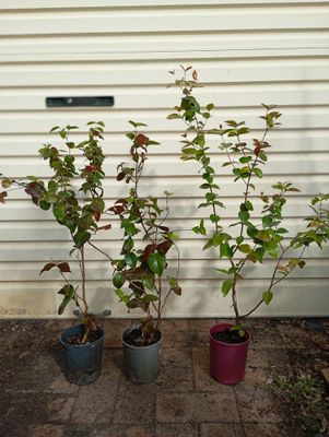 Black Beauty Pitanga