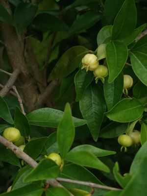 White Pitanga Seeds X 3