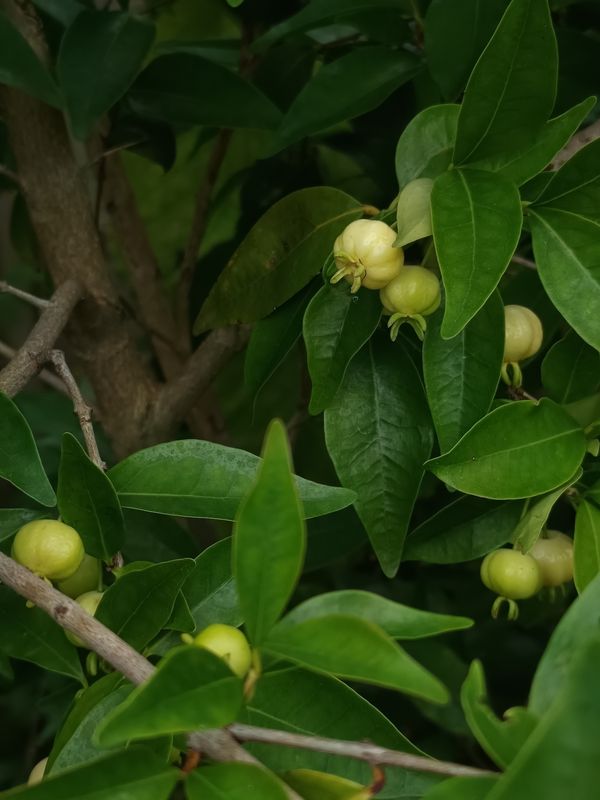 White Pitanga Seeds X 3