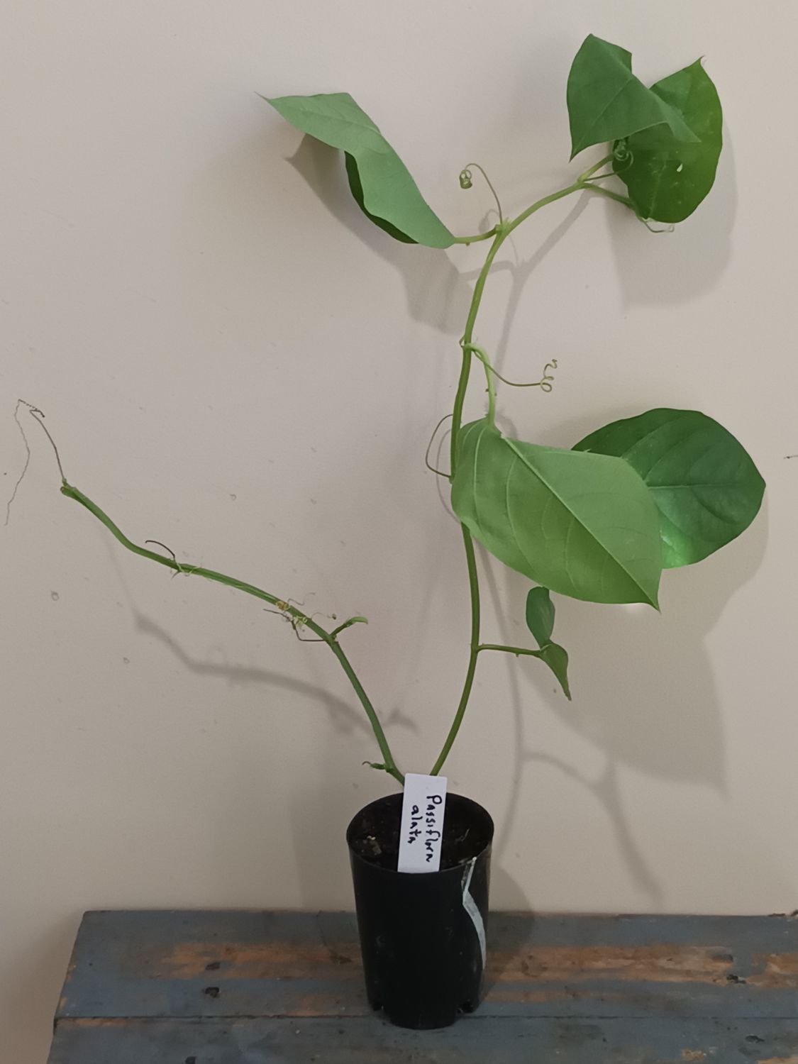 Granadilla Passionfruit