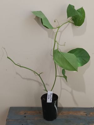 Granadilla Passionfruit