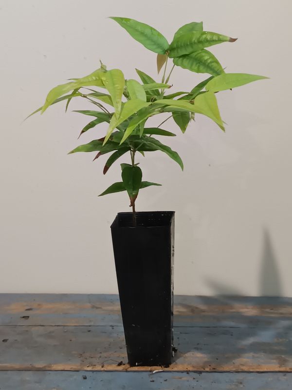 Escalate or Scarlet Jaboticaba