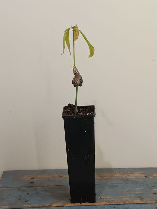 Chocolate plant (Theobroma cocoa)