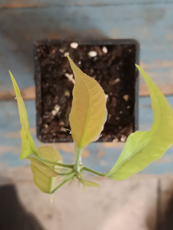 Chocolate plant (Theobroma cocoa)
