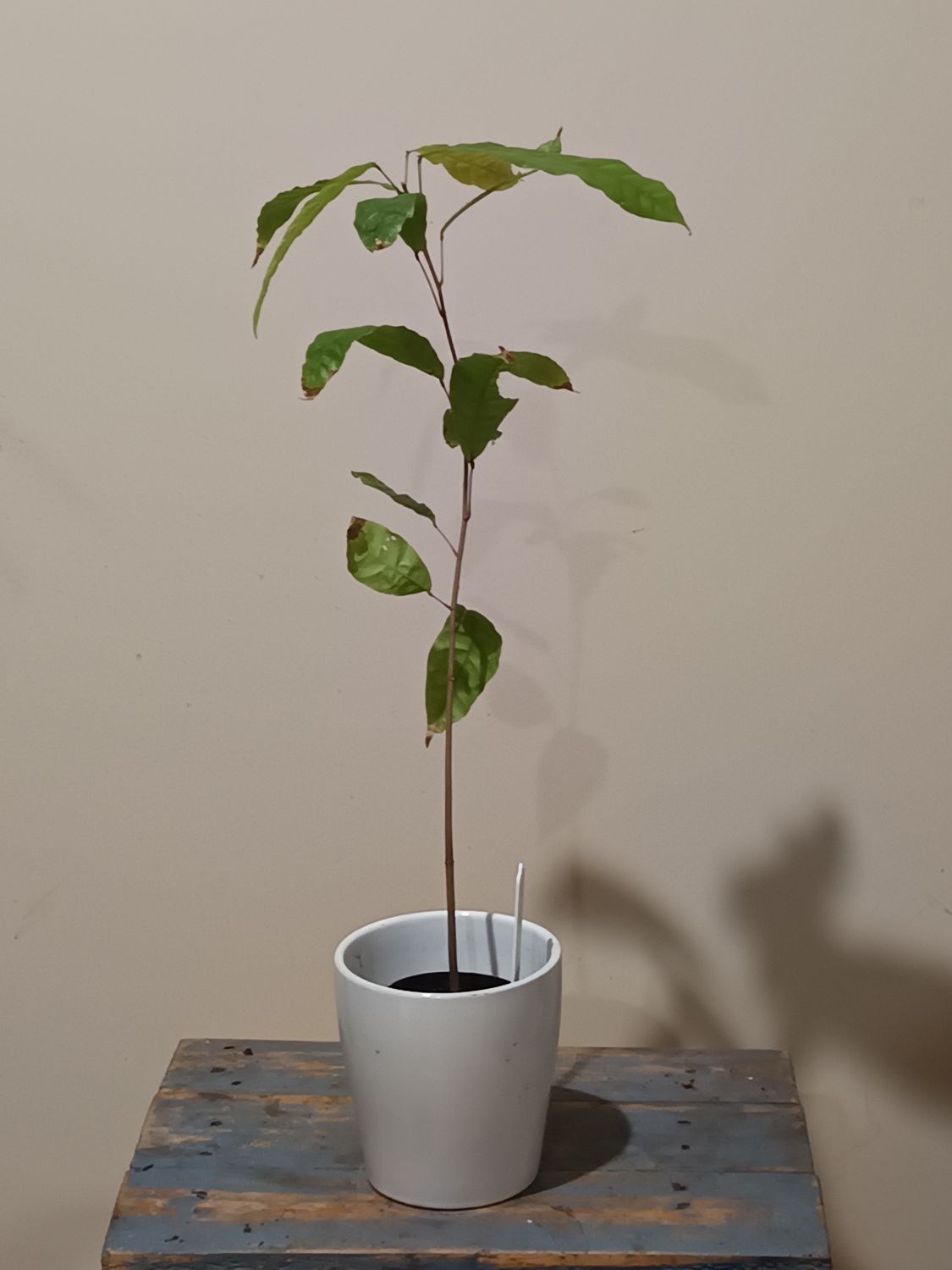 Chocolate plant (Theobroma cocoa)