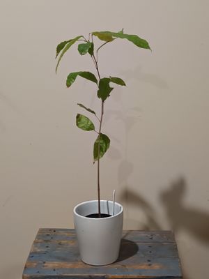 Chocolate plant (Theobroma cocoa)