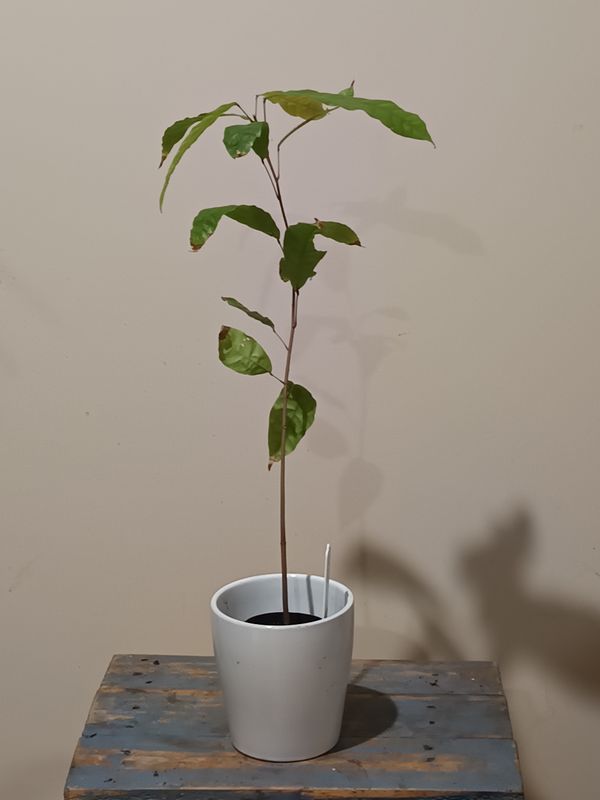 Chocolate plant (Theobroma cocoa)