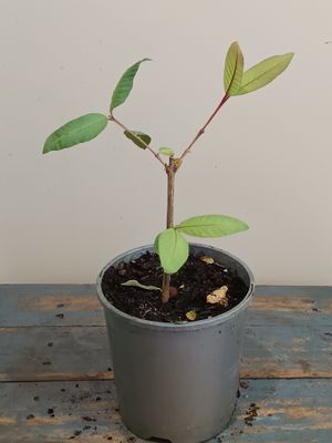 Egyptian Guava Long Neck