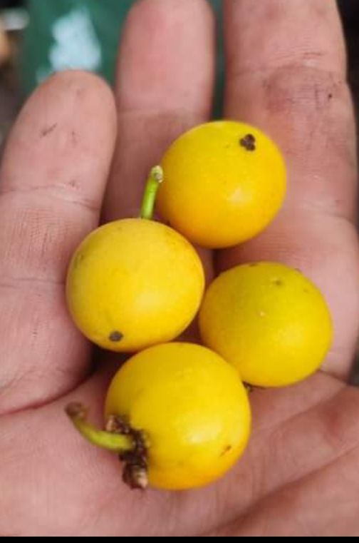 Lemon Drop Mangosteen