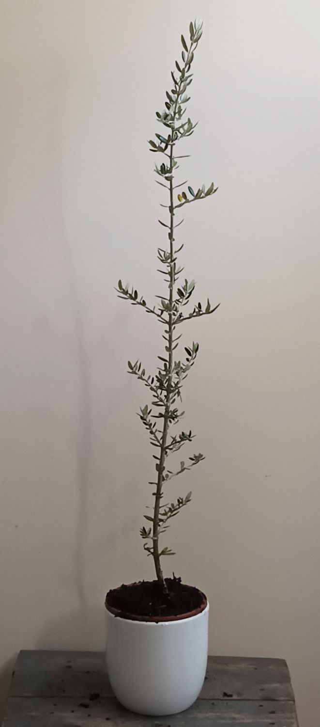 Olive Seedlings - small