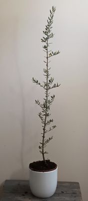 Olive Seedlings - small