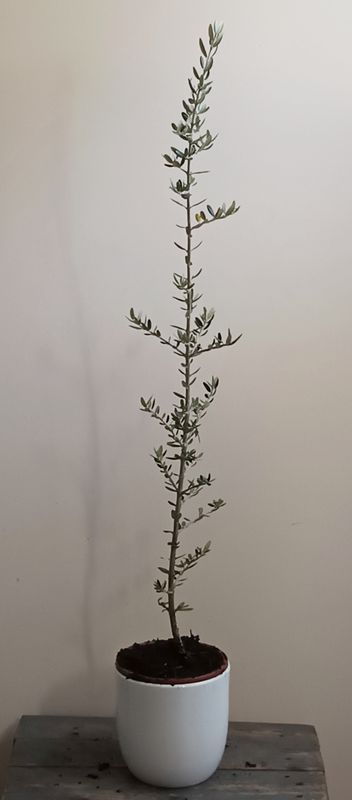 Olive Seedlings