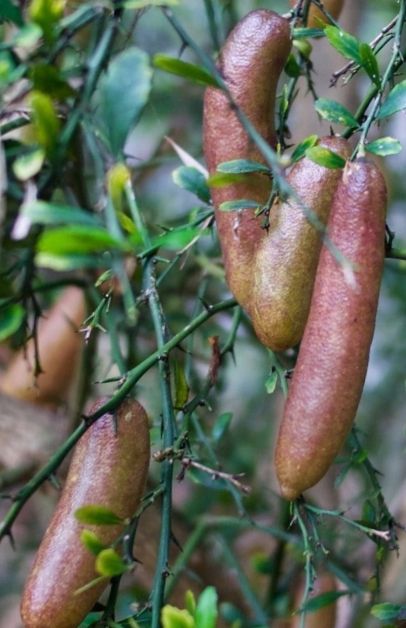 Fingerlime - Small Seedling
