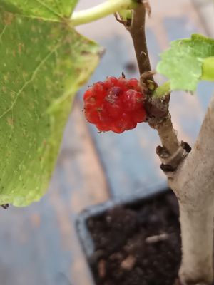 English Mulberry