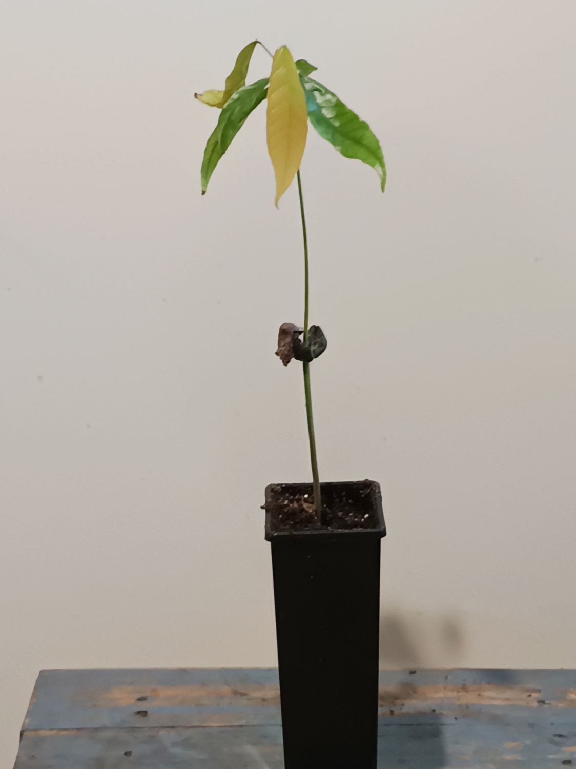 Chocolate plant (Theobroma cocoa)