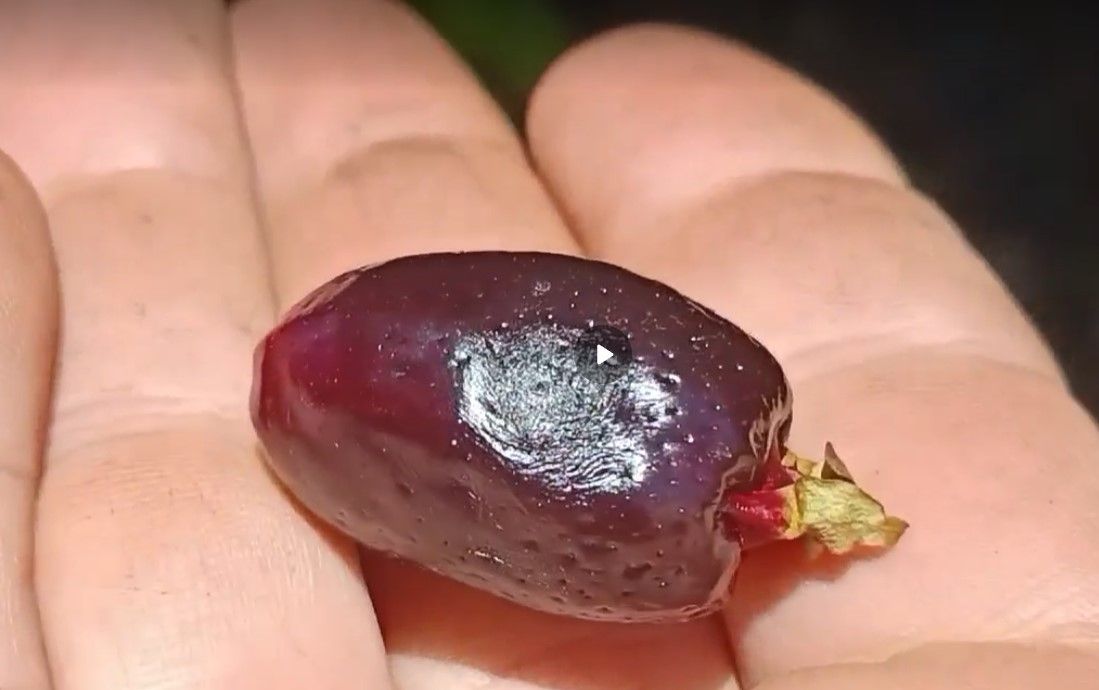 Cherry of Rio Grande 3 x Seeds