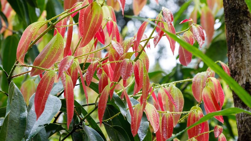 Cinnamon Tree