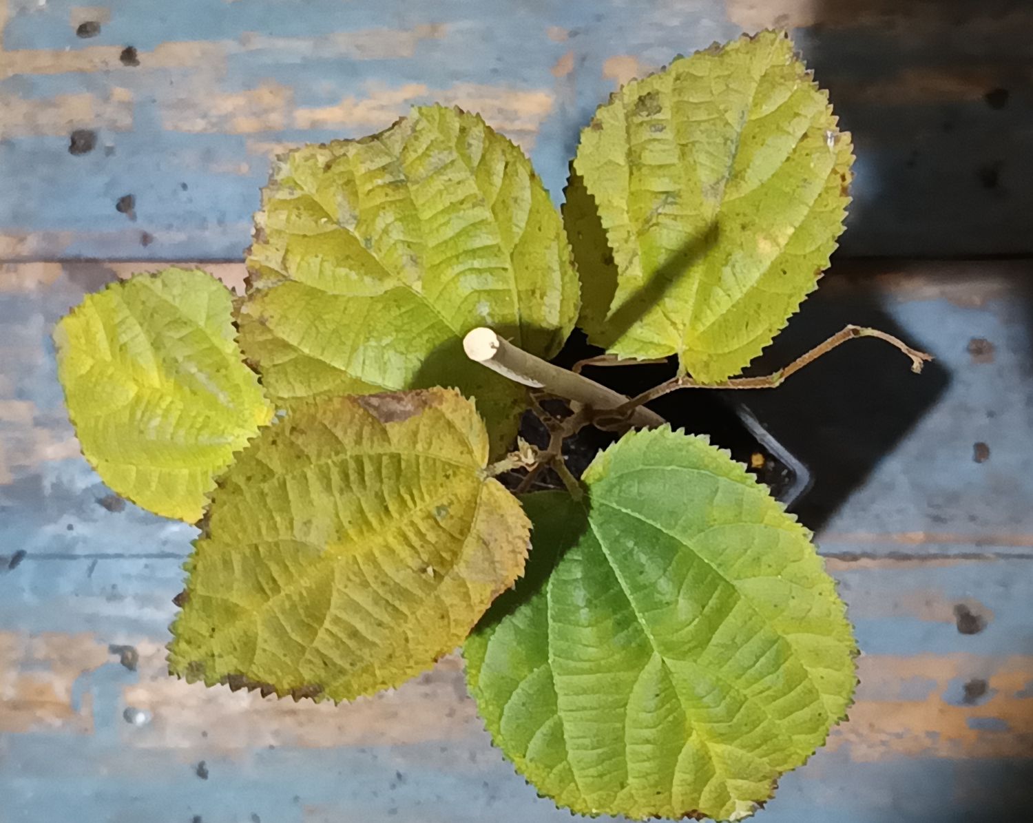 Phalsa
