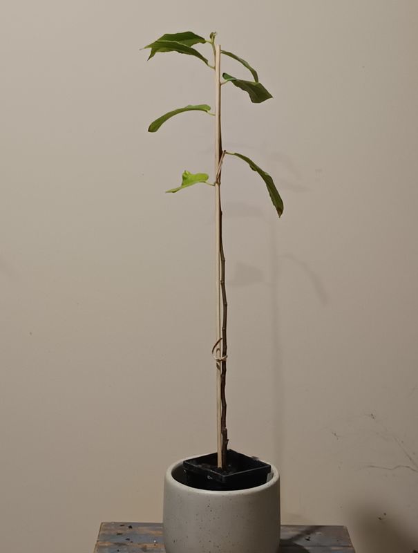 Monkey Jack, Lakoocha