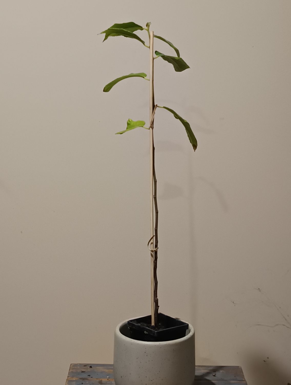 Monkey Jack, Lakoocha